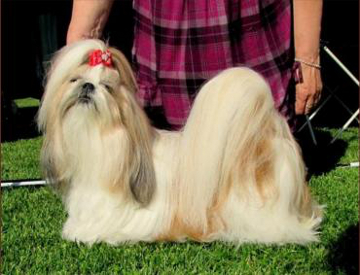 TellenmussukatIkiKukka