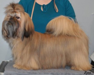 vuoden_st_pentu2016_2