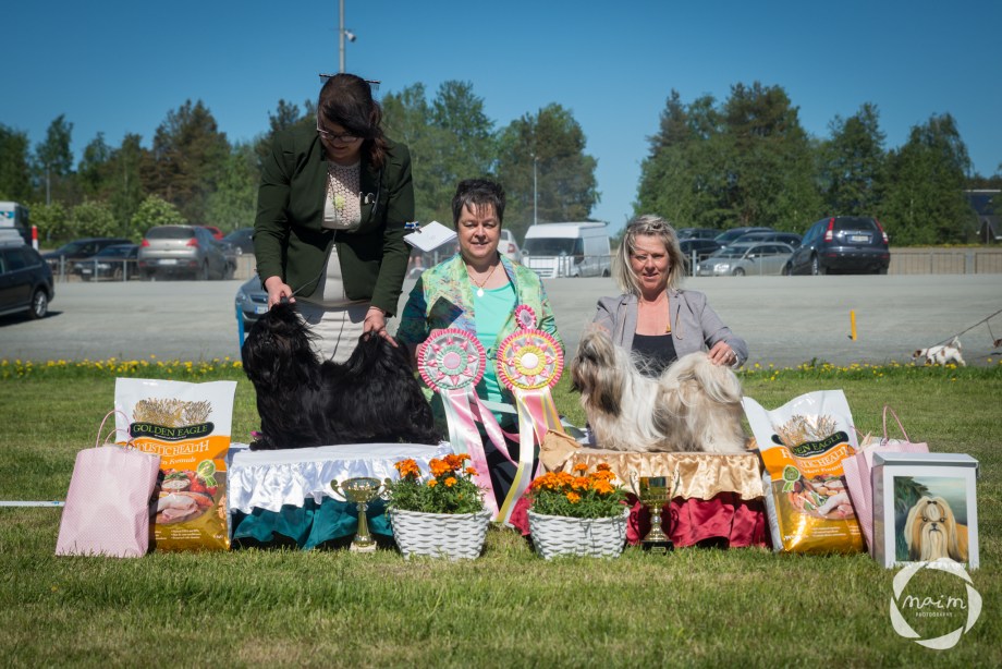 Shihzu_erikoisnayttely27.5.2018_mai_monkkonen_NETTIKOKO (194 of 217)