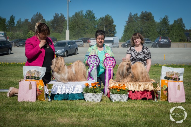 Shihzu_erikoisnayttely27.5.2018_mai_monkkonen_NETTIKOKO (203 of 217)