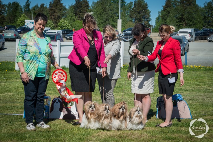Shihzu_erikoisnayttely27.5.2018_mai_monkkonen_NETTIKOKO (208 of 217).JPG