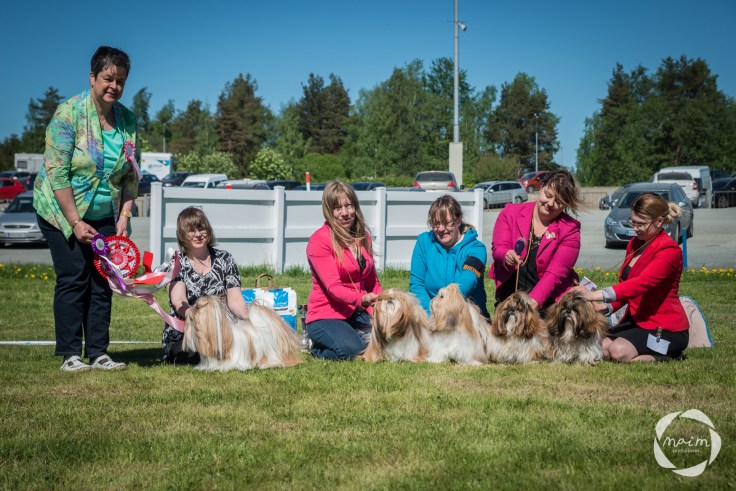 Shihzu_erikoisnayttely27.5.2018_mai_monkkonen_NETTIKOKO (211 of 217)