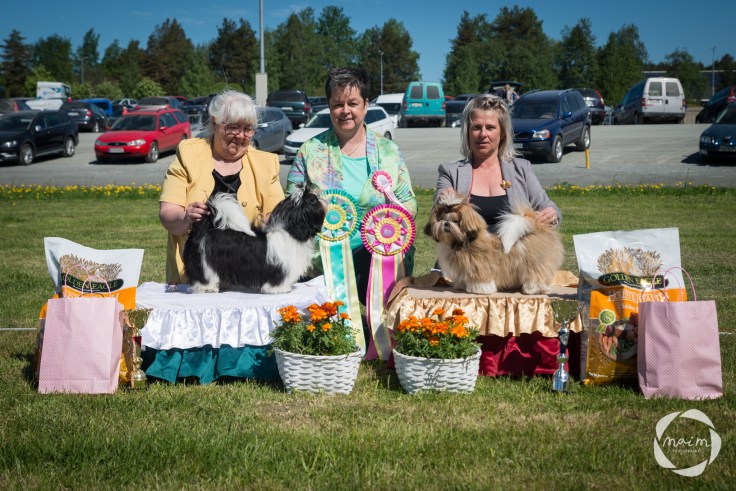Shihzu_erikoisnayttely27.5.2018_mai_monkkonen_NETTIKOKO (42 of 217)
