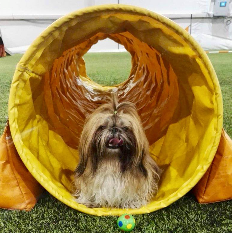 28059088_10211517291428467_6713720552731992989_n