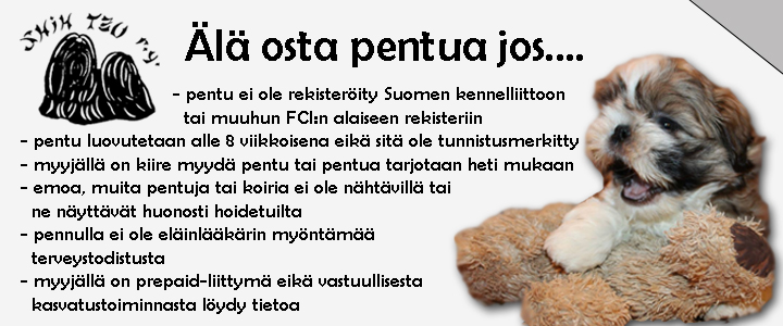 Pentu_ShihTzu