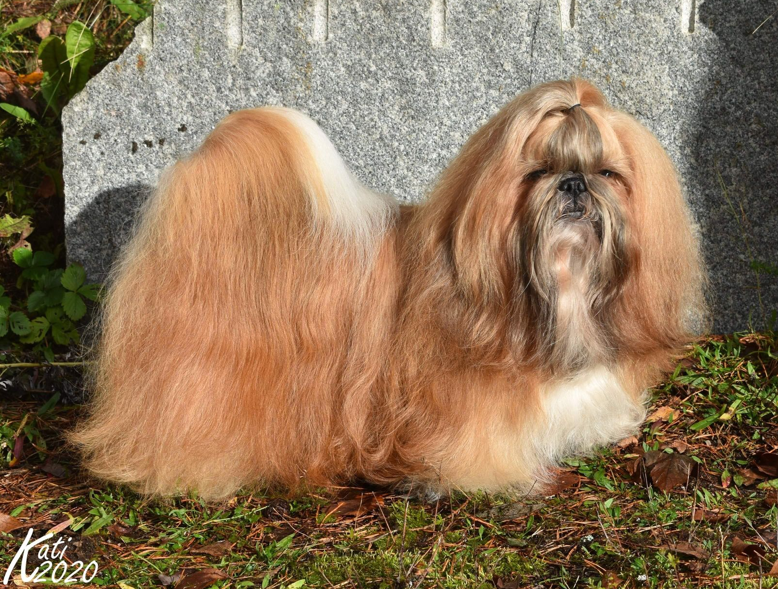 vuoden-veteraani-st-2020